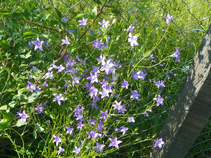 campanula patula