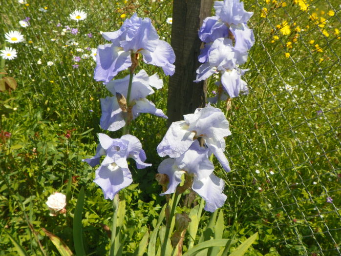 Babbling Brook - Irisi si bujori 2016