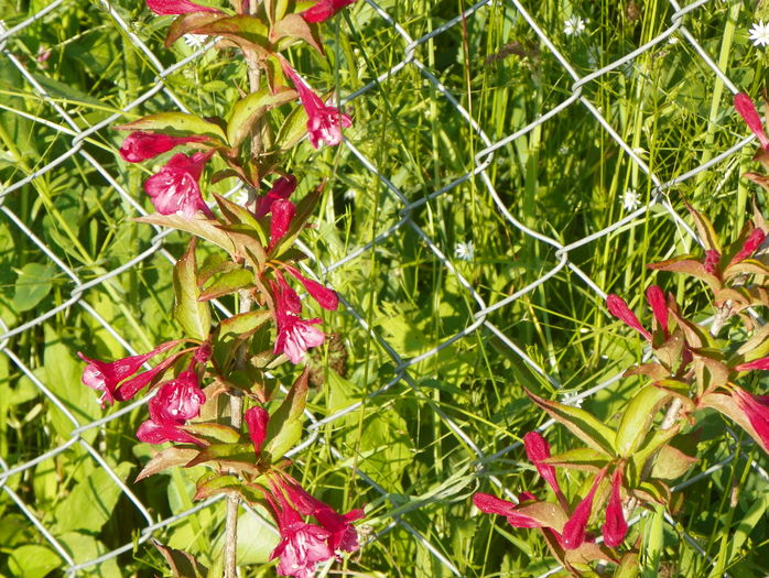 weigela Eva Ratke
