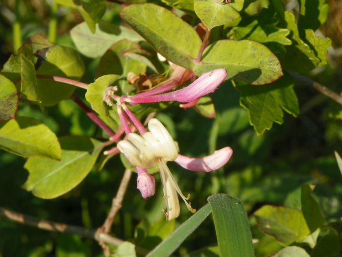 lonicera belgica