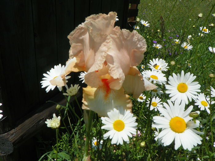 Peach Frost - Irisi si bujori 2016