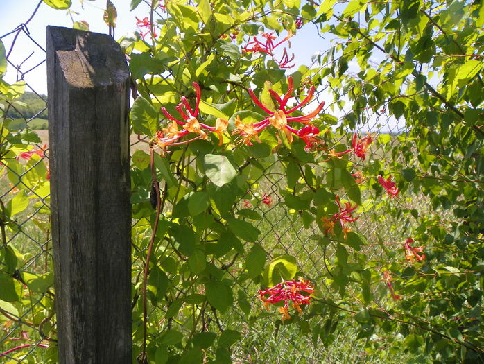 lonicera American Beauty