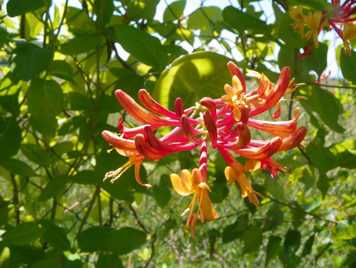 lonicera American Beauty
