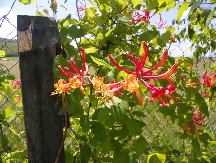 lonicera American Beauty