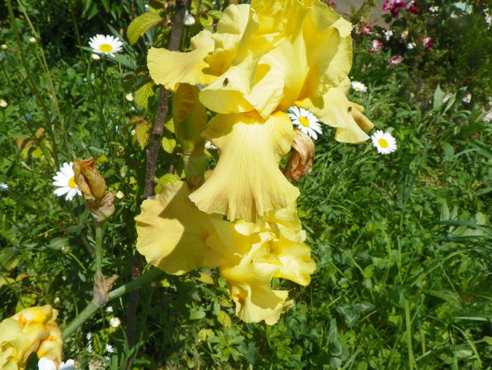 ??? - Irisi si bujori 2016