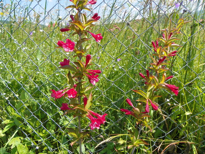weigela Eva Ratke