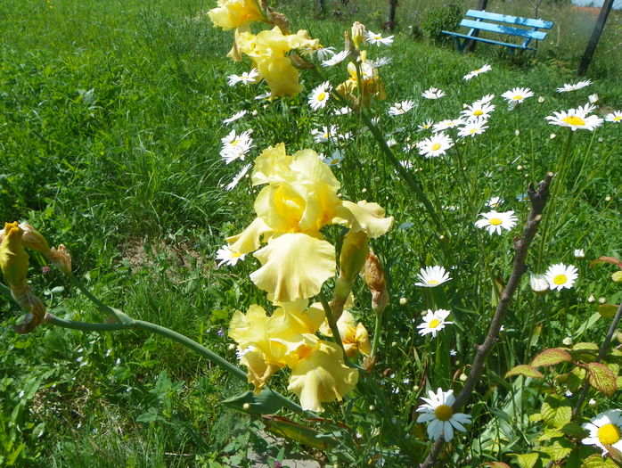 ??? - Irisi si bujori 2016