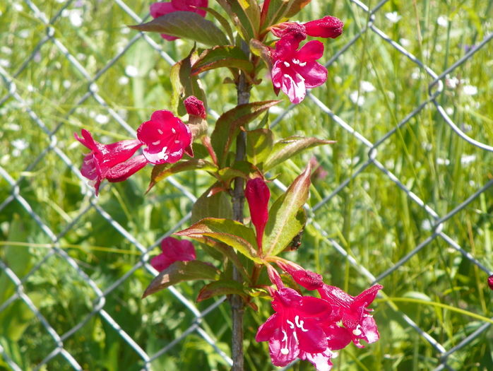 weigela Eva Ratke