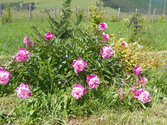 Mme. Furtado - Irisi si bujori 2016