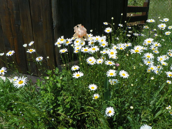 margarete