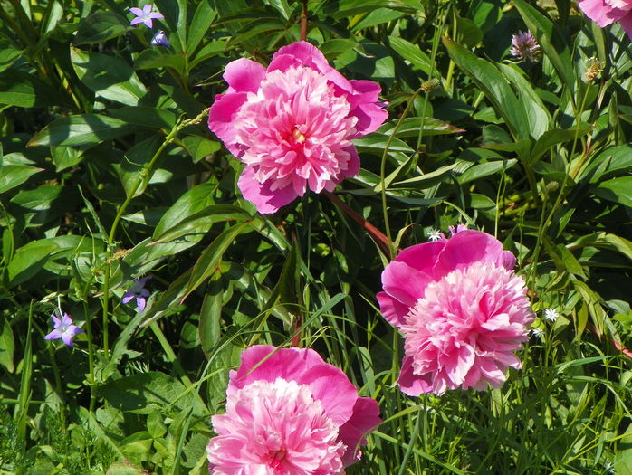 Mme. Furtado - Irisi si bujori 2016