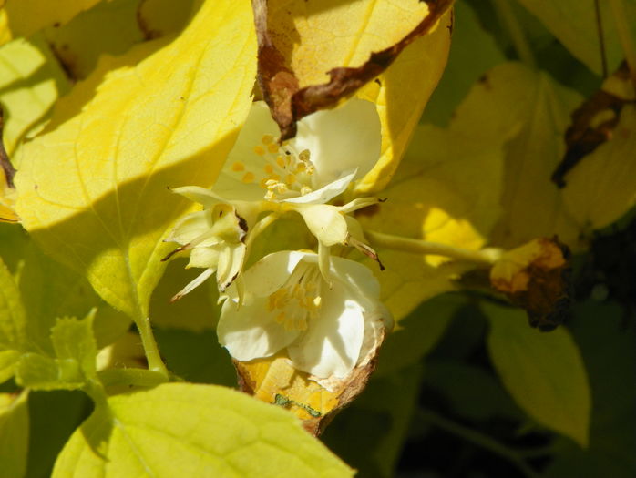philadelphus aureus