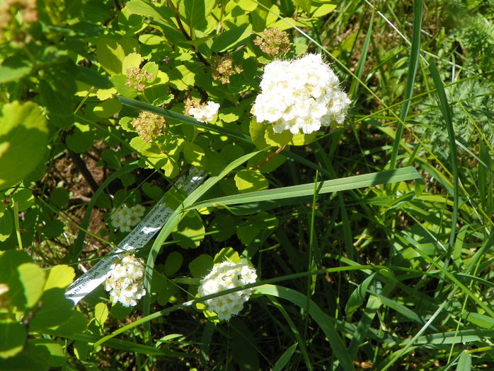 spiraea betulifolia Tor