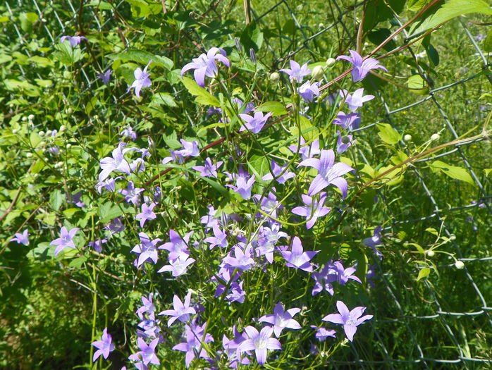 campanula patula