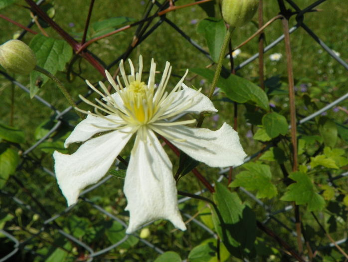 clematis Summer Snow