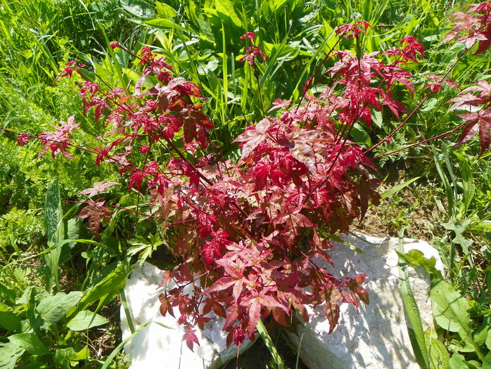 acer palm. Beni Maiko
