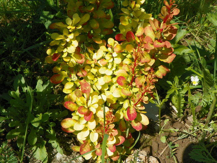 berberis Maria