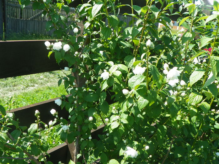 philadelphus Schneesturm