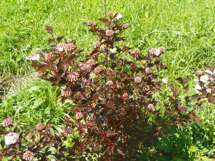 physocarpus Red Baron