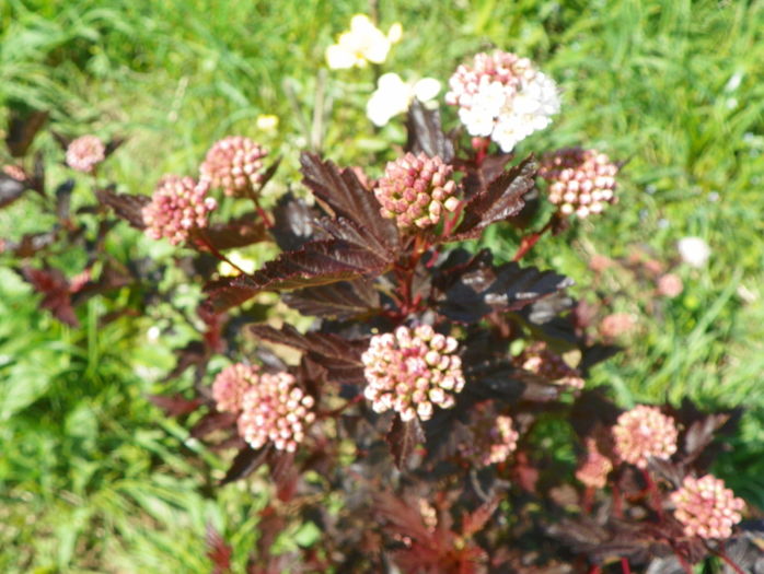 physocarpus Red Baron