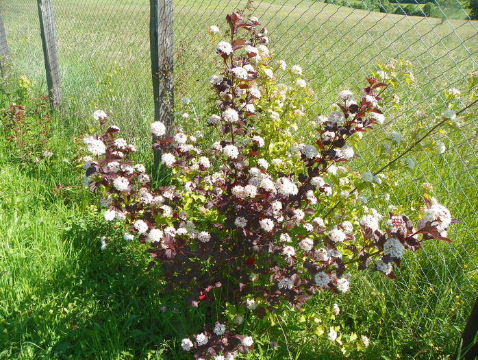 physocarpus Diabolo