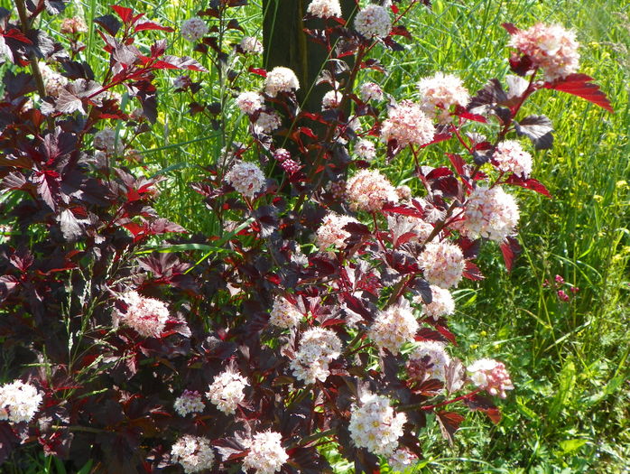 physocarpus Andre
