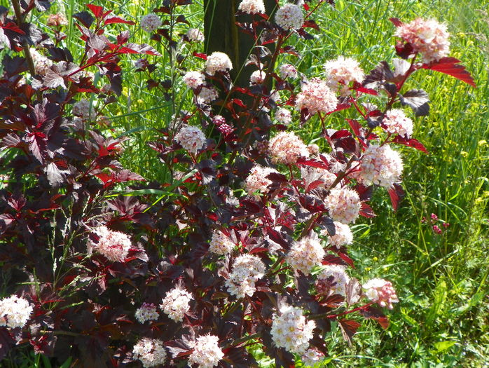 physocarpus Andre - z-Dobarland 2016