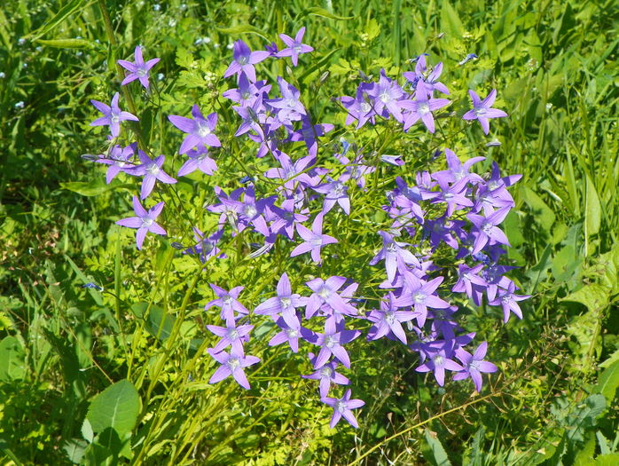 campanula patula