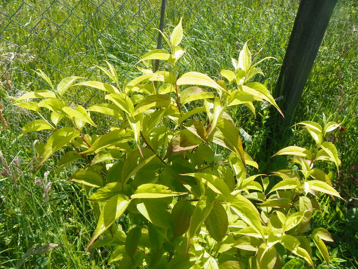 heptacodium miconoides