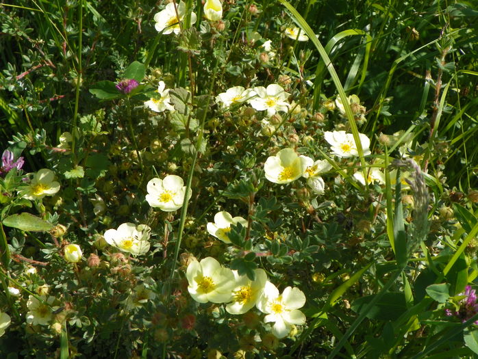 potentilla Primrose Beauty