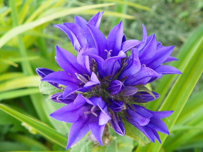 campanula glomerata