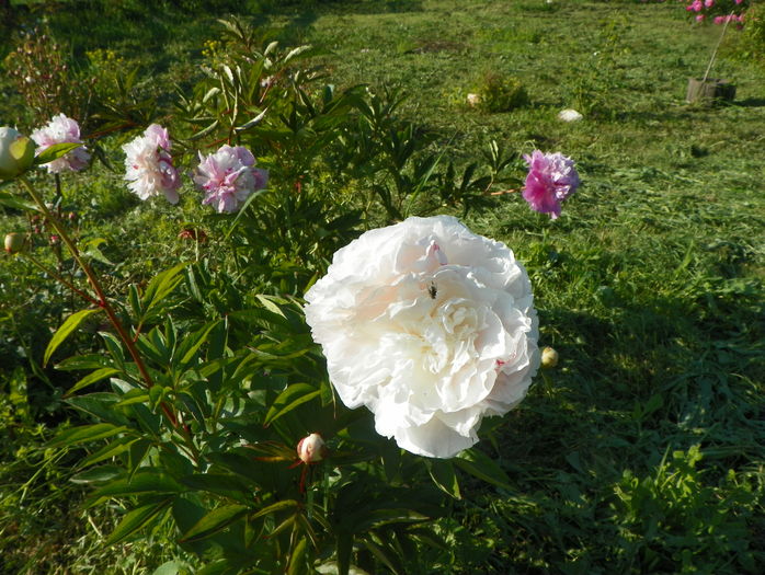 Mother's Choice si Sorbet