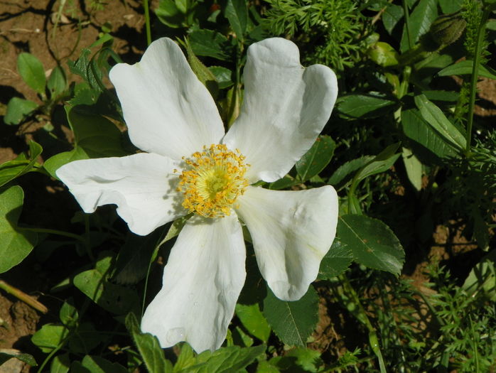 rosa paulii - Trandafiri 2016