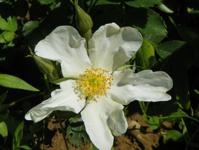 rosa paulii - Trandafiri 2016
