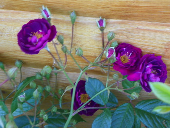 Violette - Trandafiri 2016