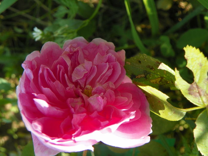 Harlow Carr - Trandafiri 2016