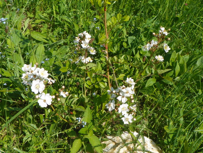 rosa multiflora