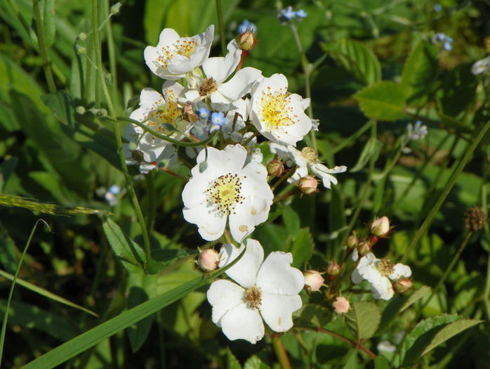 rosa multiflora
