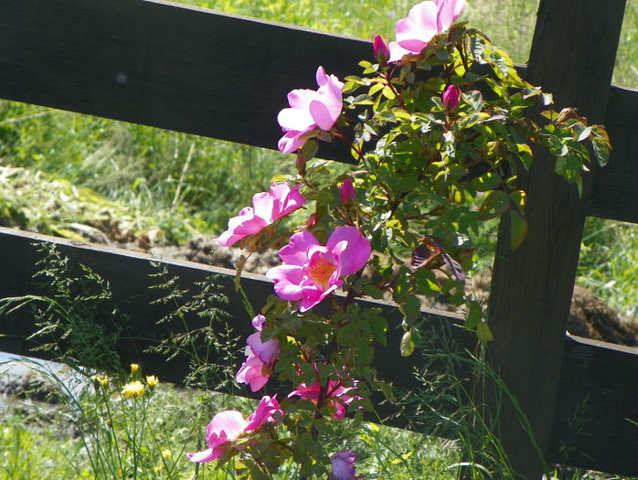 Marguerite Hilling
