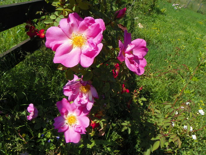 Marguerite Hilling