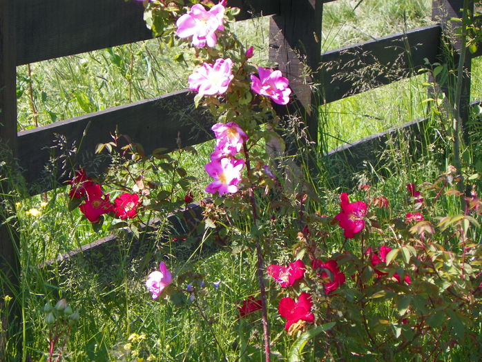 Marguerite Hilling si Scharlachglut