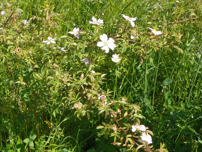 rosa canina