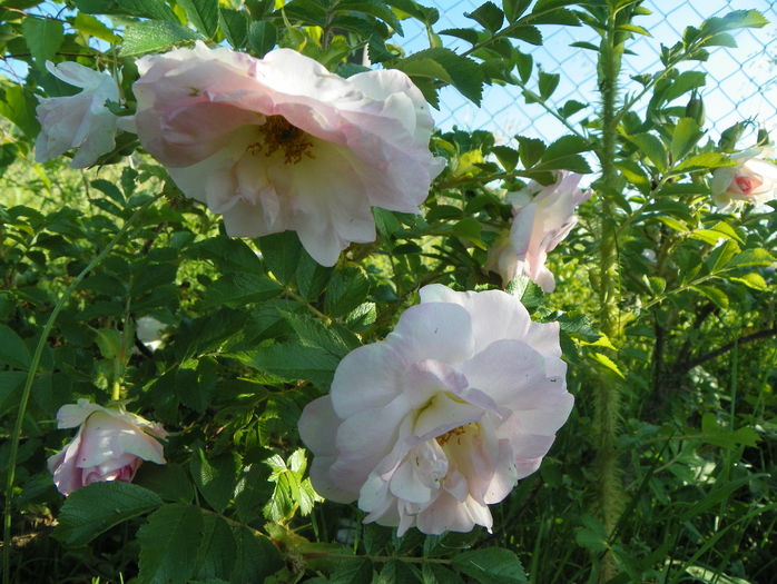 Ritausma