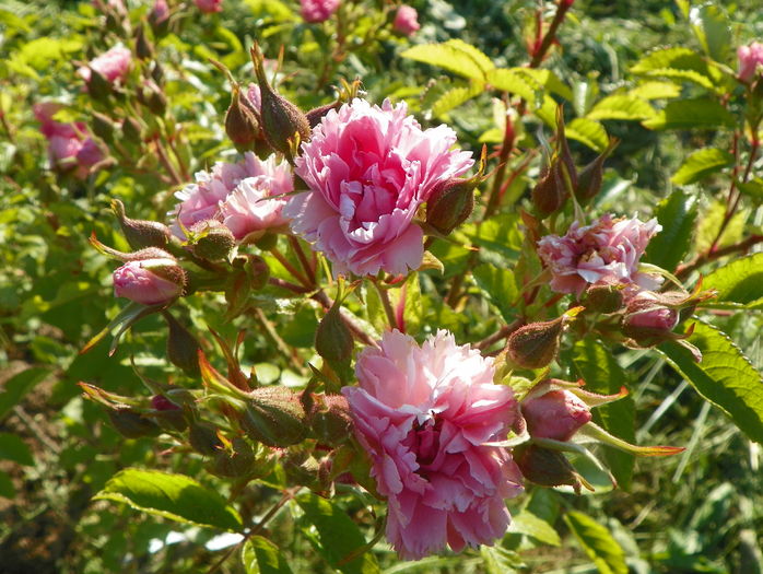 Pink Grootendorst