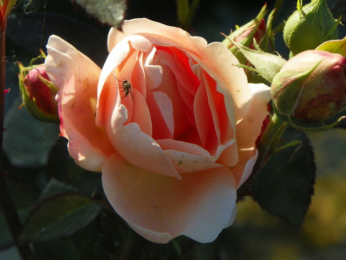 Ambridge Rose