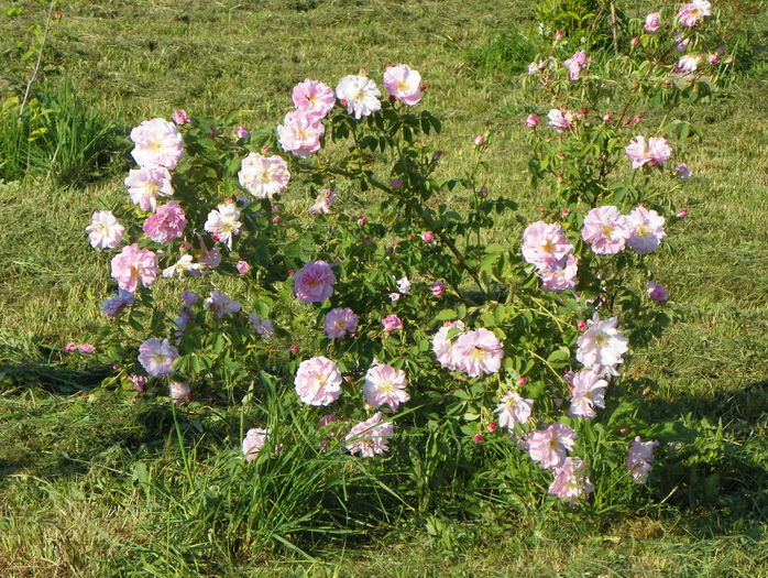 Celsiana