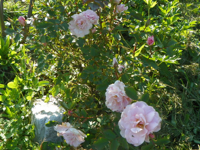 Morden Blush