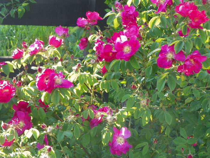 Splendens