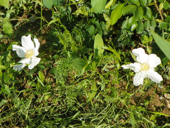 rosa paulii