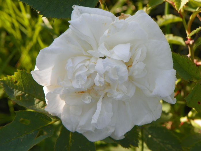 Alba Maxima